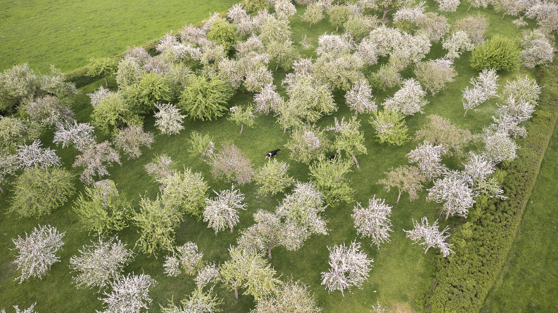 Spring At Barber’s