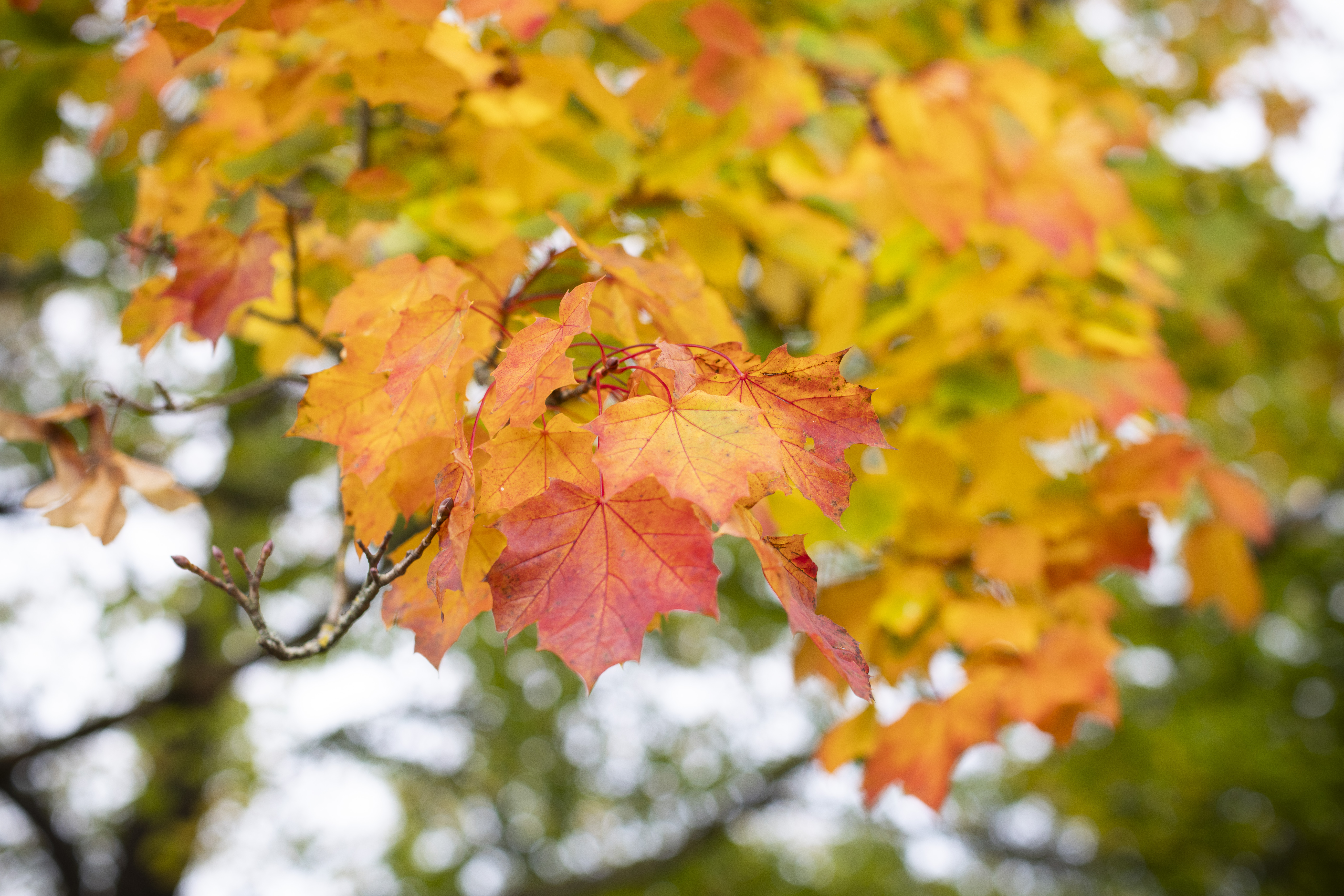 Autumn at Barber’s